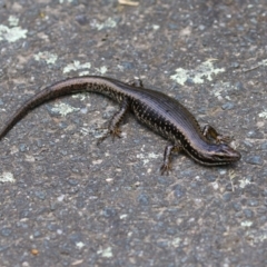 Eulamprus heatwolei at Paddys River, ACT - 8 Feb 2022