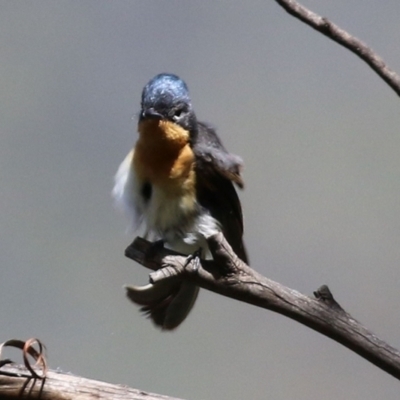 Myiagra cyanoleuca (Satin Flycatcher) at Paddys River, ACT - 8 Feb 2022 by RodDeb