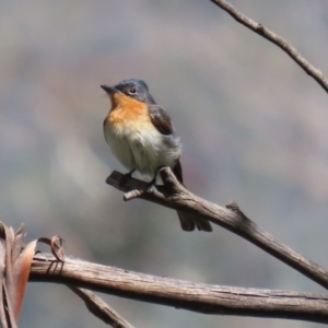 Myiagra cyanoleuca at Paddys River, ACT - 8 Feb 2022