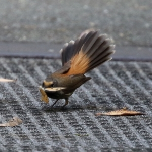 Rhipidura rufifrons at Paddys River, ACT - 8 Feb 2022 04:48 PM