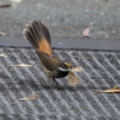 Rhipidura rufifrons at Paddys River, ACT - 8 Feb 2022 04:48 PM