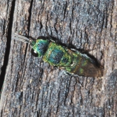 Primeuchroeus sp. (genus) (Cuckoo Wasp) at Paddys River, ACT - 3 Feb 2022 by Harrisi