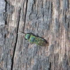 Primeuchroeus sp. (genus) at Paddys River, ACT - 3 Feb 2022