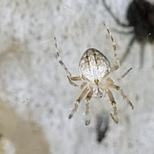 Araneidae (family) at Stromlo, ACT - 10 Feb 2022