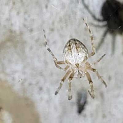 Araneidae (family) (Orb weaver) at Stromlo, ACT - 10 Feb 2022 by trevorpreston