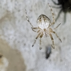 Araneidae (family) at Stromlo, ACT - 10 Feb 2022 10:26 PM