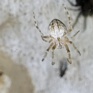 Araneidae (family) at Stromlo, ACT - 10 Feb 2022 10:26 PM