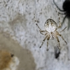 Araneidae (family) at Stromlo, ACT - 10 Feb 2022 10:26 PM