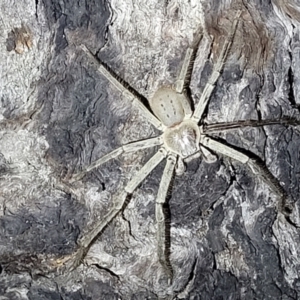 Isopeda sp. (genus) at Stromlo, ACT - 10 Feb 2022 09:47 PM