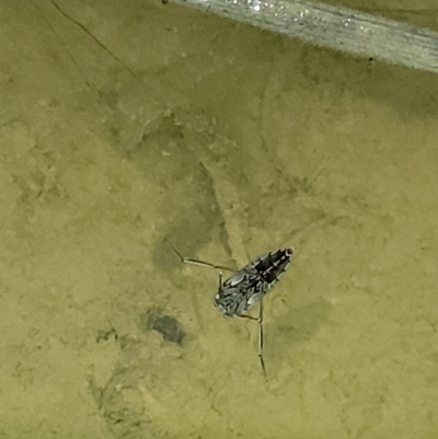 Notonectidae (family) (Backswimmer) at Stromlo, ACT - 10 Feb 2022 by trevorpreston