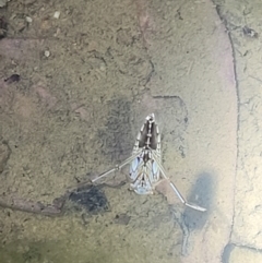 Notonectidae (family) at Stromlo, ACT - 10 Feb 2022