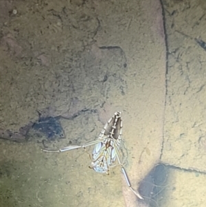 Notonectidae (family) at Stromlo, ACT - 10 Feb 2022