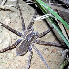 Pisauridae (family) (Water spider) at Stromlo, ACT - 10 Feb 2022 by trevorpreston