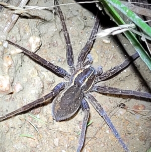 Pisauridae (family) at Stromlo, ACT - 10 Feb 2022