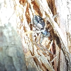 Tharpyna campestrata at Molonglo Valley, ACT - 10 Feb 2022 08:40 PM