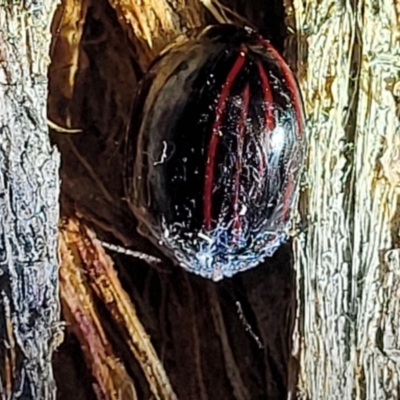 Paropsisterna nigerrima (Leaf beetle, Button beetle) at Denman Prospect 2 Estate Deferred Area (Block 12) - 10 Feb 2022 by tpreston