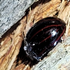 Paropsisterna nigerrima at Molonglo Valley, ACT - 10 Feb 2022