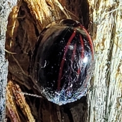 Paropsisterna nigerrima at Molonglo Valley, ACT - 10 Feb 2022