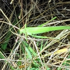 Polichne parvicauda (Short-tailed Polichne) at Molonglo Valley, ACT - 10 Feb 2022 by tpreston