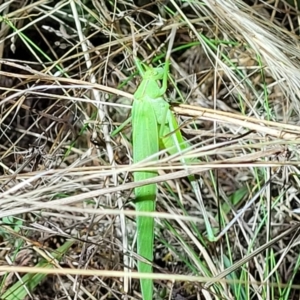 Polichne parvicauda at Molonglo Valley, ACT - 10 Feb 2022