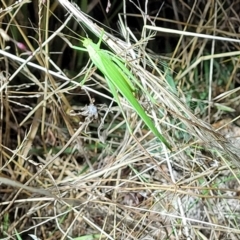 Polichne parvicauda at Molonglo Valley, ACT - 10 Feb 2022