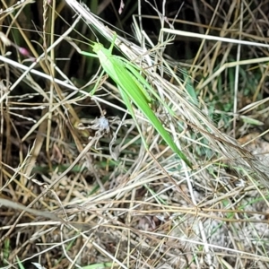 Polichne parvicauda at Molonglo Valley, ACT - 10 Feb 2022