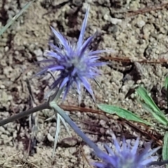 Eryngium ovinum (Blue Devil) at Molonglo Valley, ACT - 10 Feb 2022 by tpreston
