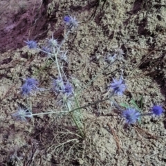 Eryngium ovinum at Molonglo Valley, ACT - 10 Feb 2022