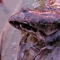 Litoria latopalmata at Molonglo Valley, ACT - 10 Feb 2022