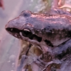 Litoria latopalmata at Molonglo Valley, ACT - 10 Feb 2022