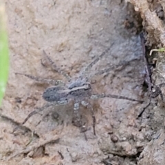 Pisauridae (family) (Water spider) at Molonglo Valley, ACT - 10 Feb 2022 by trevorpreston