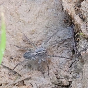 Pisauridae (family) at Molonglo Valley, ACT - 10 Feb 2022 07:58 PM