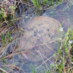 Chelodina longicollis (Eastern Long-necked Turtle) at Molonglo Valley, ACT - 10 Feb 2022 by tpreston