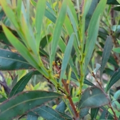 Acacia rubida (Red-stemmed Wattle, Red-leaved Wattle) at Molonglo Valley, ACT - 10 Feb 2022 by trevorpreston