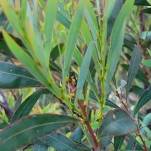 Acacia rubida at Molonglo Valley, ACT - 10 Feb 2022