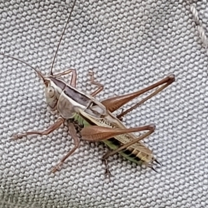 Conocephalus semivittatus at Molonglo Valley, ACT - 10 Feb 2022 07:50 PM