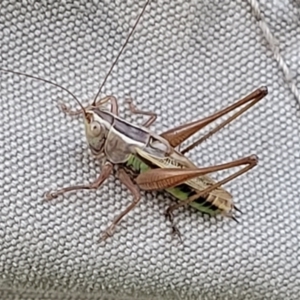 Conocephalus semivittatus at Molonglo Valley, ACT - 10 Feb 2022 07:50 PM