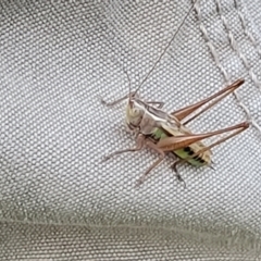 Conocephalus semivittatus at Molonglo Valley, ACT - 10 Feb 2022