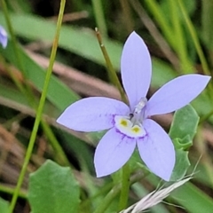 Isotoma fluviatilis subsp. australis at Molonglo Valley, ACT - 10 Feb 2022