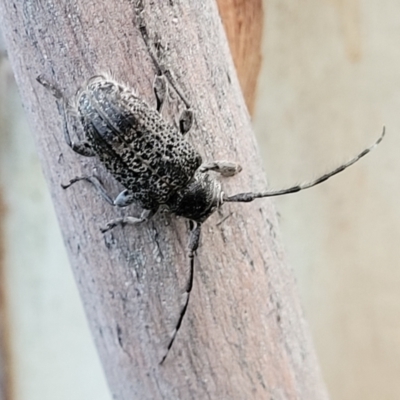 Ancita australis (Longicorn or longhorn beetle) at Molonglo Valley, ACT - 10 Feb 2022 by trevorpreston