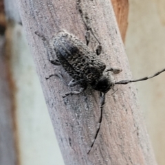 Ancita australis at Molonglo Valley, ACT - 10 Feb 2022 07:48 PM