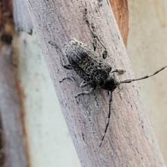 Ancita australis at Molonglo Valley, ACT - 10 Feb 2022