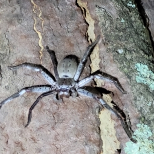 Isopeda sp. (genus) at Stromlo, ACT - 10 Feb 2022