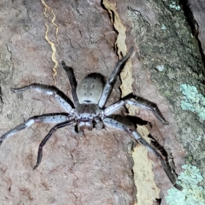 Isopeda sp. (genus) (Huntsman Spider) at Stromlo, ACT - 10 Feb 2022 by trevorpreston