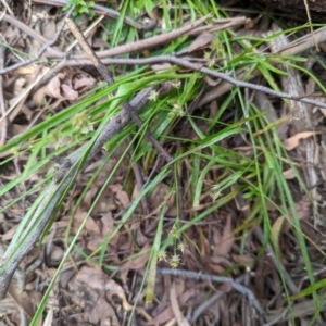 Luzula sp. at Paddys River, ACT - 2 Nov 2020