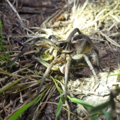 Tasmanicosa sp. (genus) (Tasmanicosa wolf spider) at Molonglo Valley, ACT - 10 Feb 2022 by HelenCross