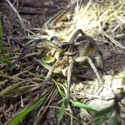 Tasmanicosa sp. (genus) (Tasmanicosa wolf spider) at Molonglo Valley, ACT - 10 Feb 2022 by HelenCross