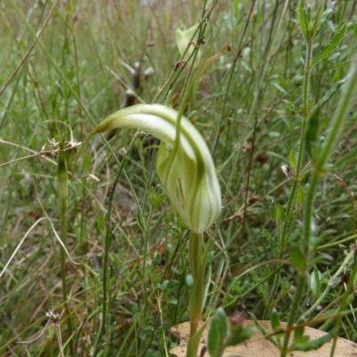 Diplodium ampliatum (Large Autumn Greenhood) at Boro, NSW - 10 Feb 2022 by Paul4K