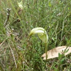 Diplodium ampliatum at Boro, NSW - 10 Feb 2022