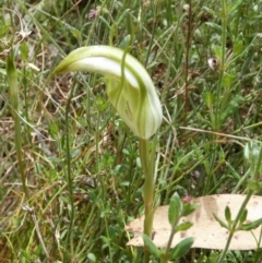 Diplodium ampliatum at Boro, NSW - 10 Feb 2022